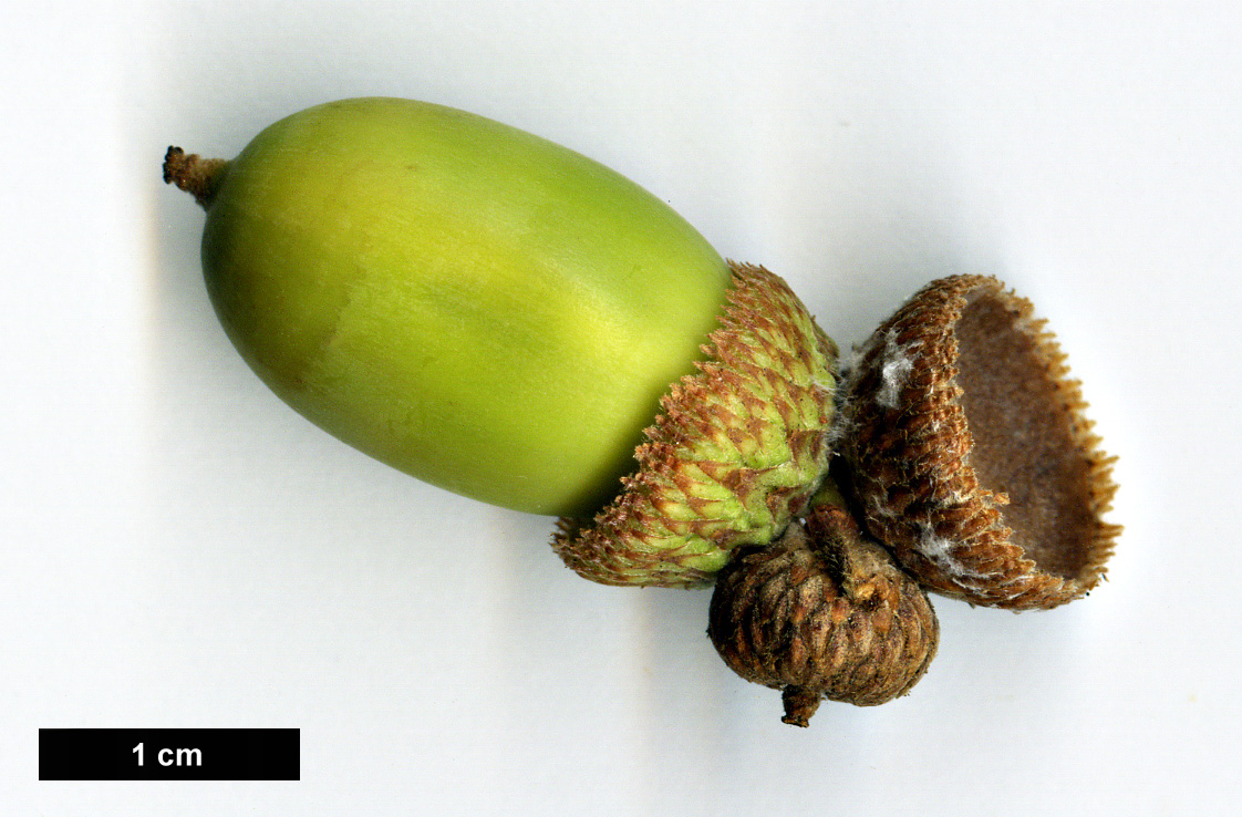 High resolution image: Family: Fagaceae - Genus: Quercus - Taxon: robur × Q. ×vilmoriniana